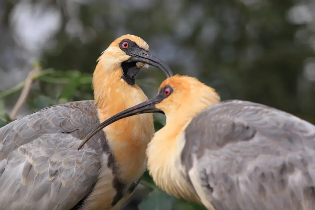 Close up Image of Black-faced 