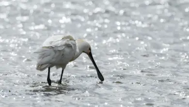 The Black-faced Spoonbills Looking For Food In The Water