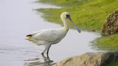 Black-faced Spoonbills