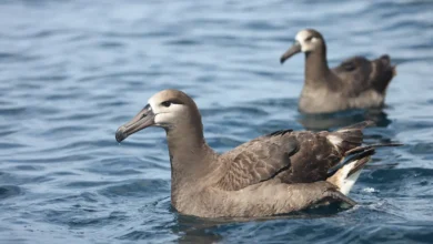 Black-footed Albatrosses