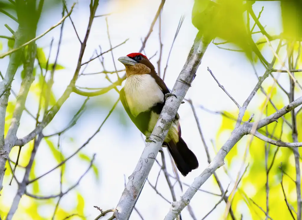 Black-girdled American Barbet Perched On A Tree