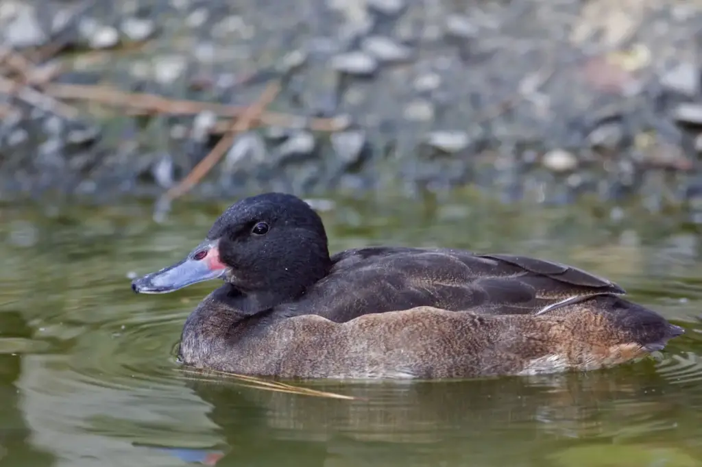 Black-headed Ducks On The Water