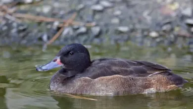 Black-headed Ducks On The Water