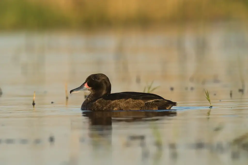 Black-headed Ducks on a Water 