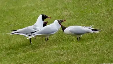 Group of Black-headed Gulls on the Grass