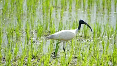 The Black-headed Ibis on the Green Grass