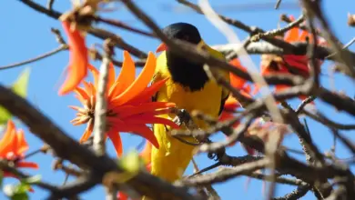 The Black-headed Oriole on the Coral Tree