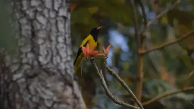 The Black-hooded Orioles Perched In The Flower
