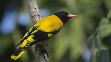 Black-hooded Orioles