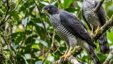 Black-mantled Goshawks