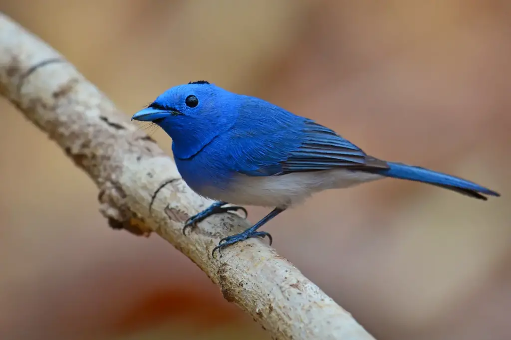 Closeup Image of Black-naped Monarch Perched on Tree