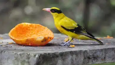 Black-naped Orioles