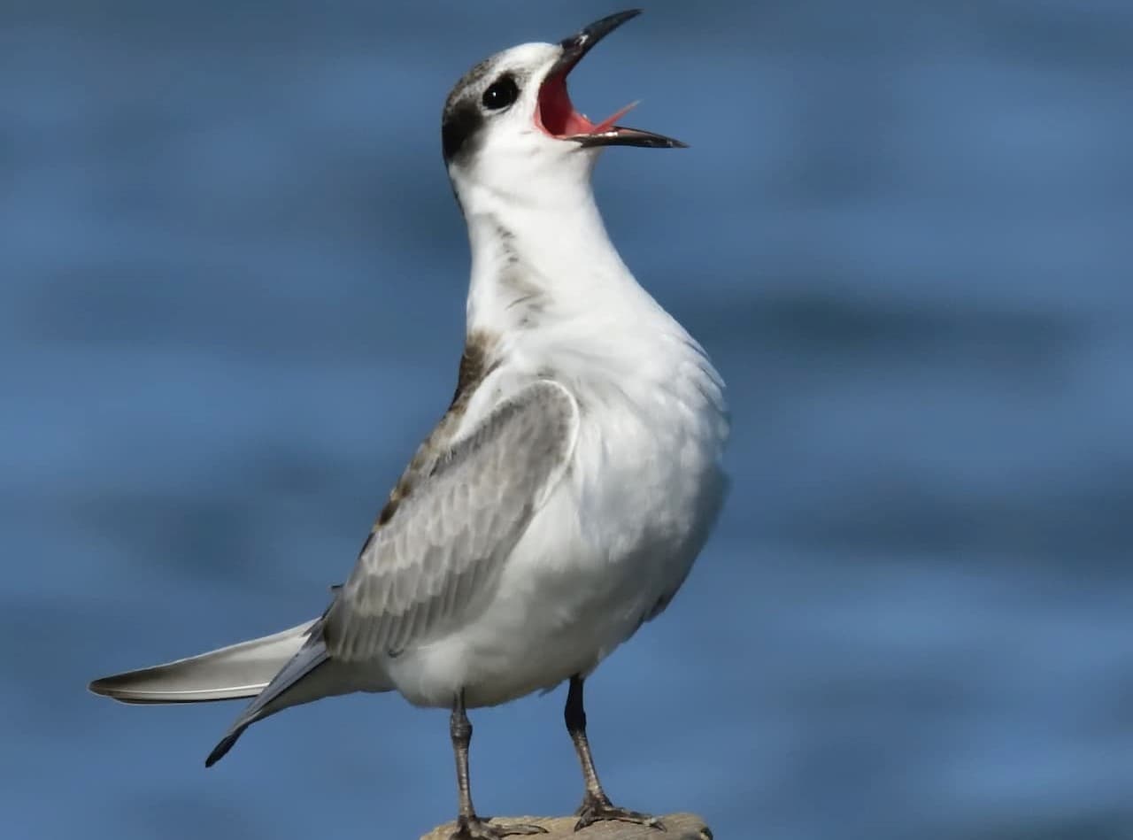A Black-naped Tern howling in the air.