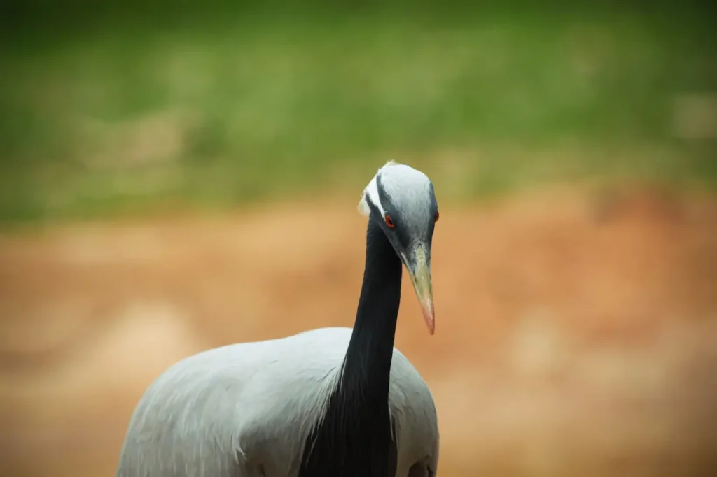 Black-necked Cranes