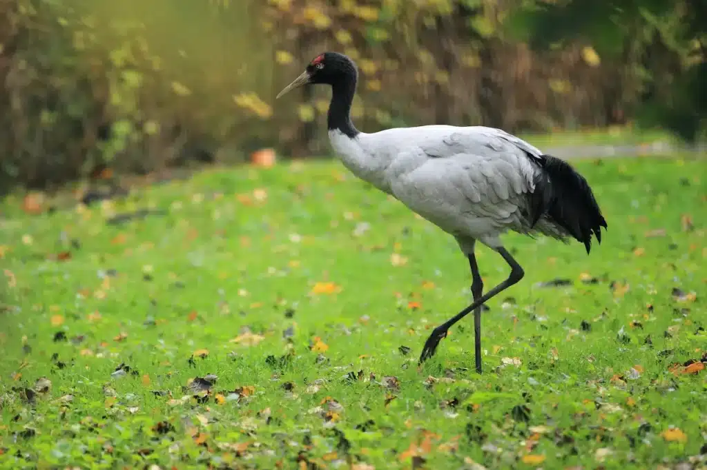 Black-necked Cranes Image 