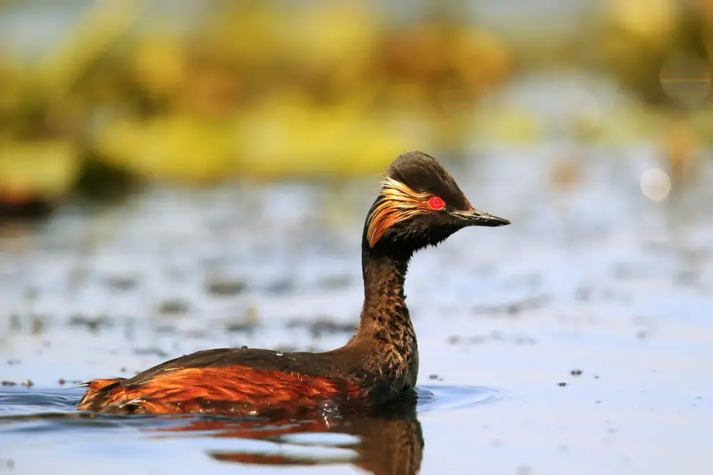 Black-necked Grebes Swimming in the Water