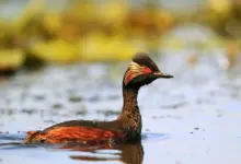 Black-necked Grebes Swimming in the Water