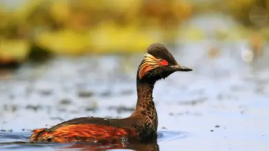 Black-necked Grebes Swimming in the Water