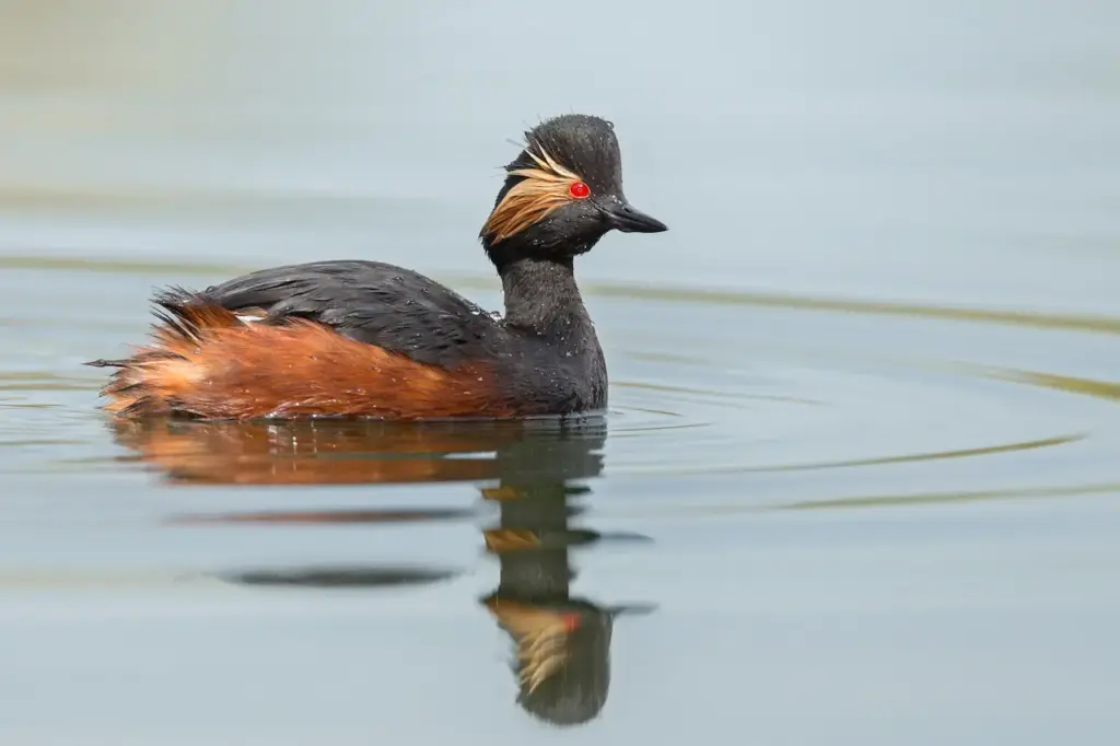 Black-necked Grebes in the Lake