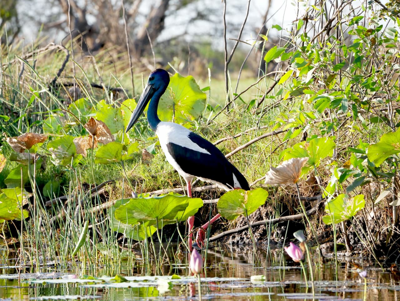 The Black-necked Stork Standing In The Water
