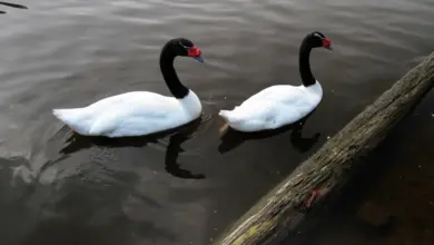 Pair of Black-necked Swans in the Water