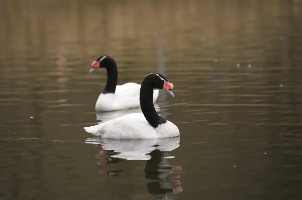 Black-necked Swans Image