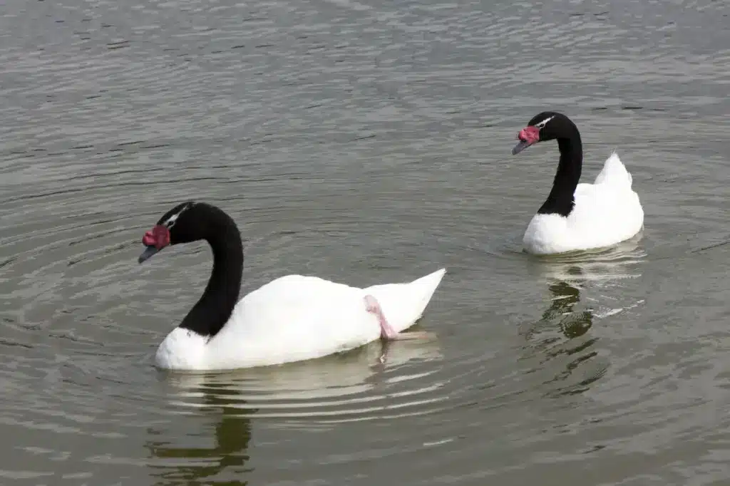 Black-necked Swans in the Water
