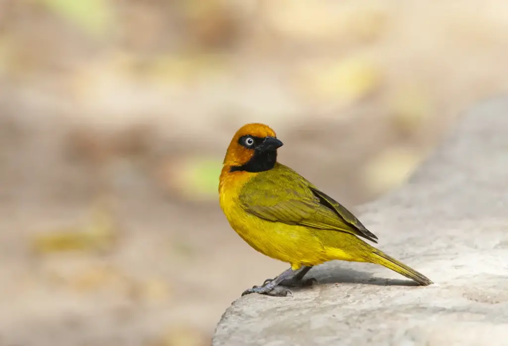 Black-necked Weaver Standing on the Solid Rock 