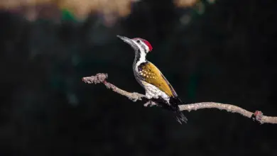 A Black-rumped Flameback Woodpecker is sitting alone on a small branch.