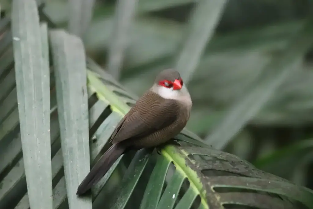 Black-rumped Waxbill