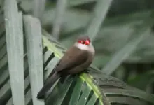 Black-rumped Waxbill