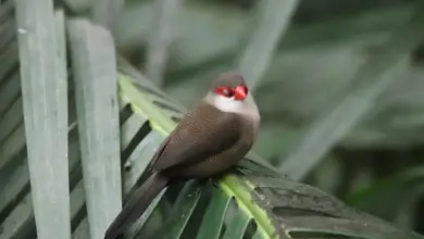 Black-rumped Waxbill