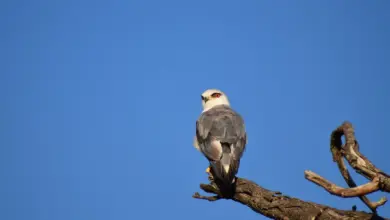 The Black-shouldered Kite On Top Of The Tree Branch