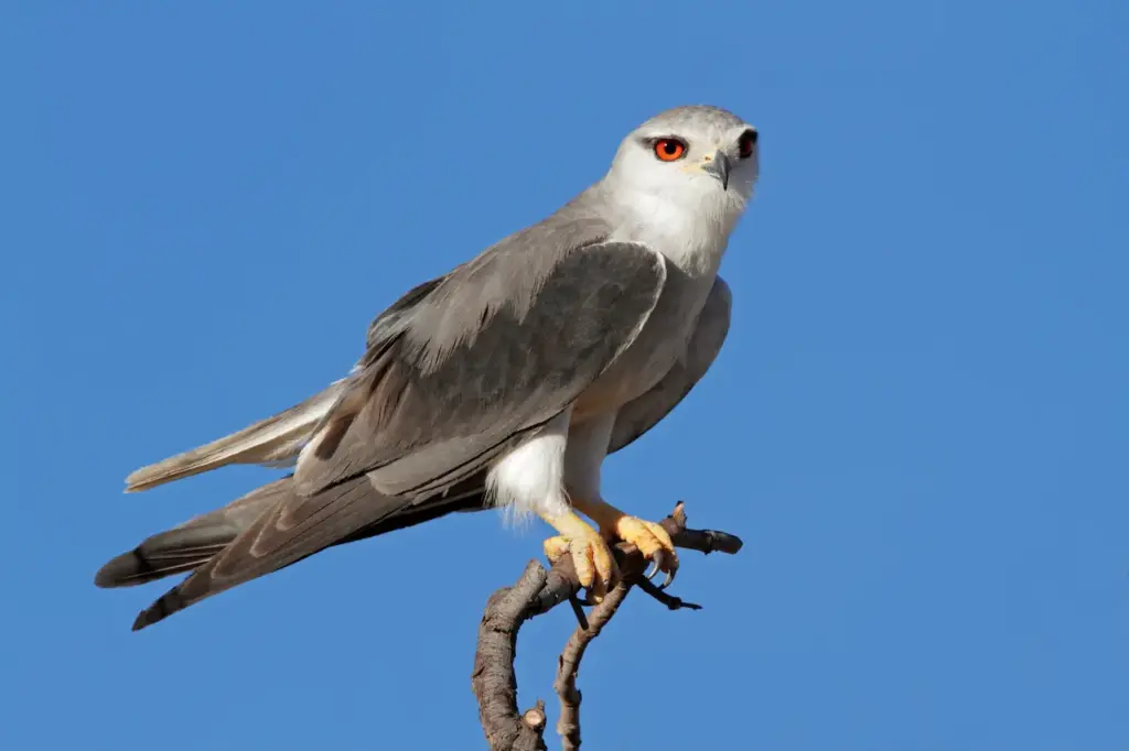 Black-shouldered Kites Perched on Tree Branch