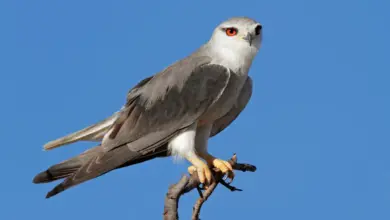 Black-shouldered Kites Perched on Tree Branch