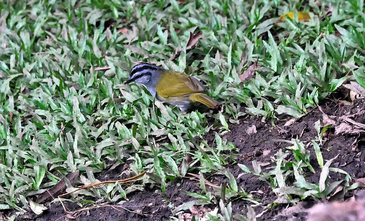 The Black-striped Sparrows Searching For Prey In The Grass