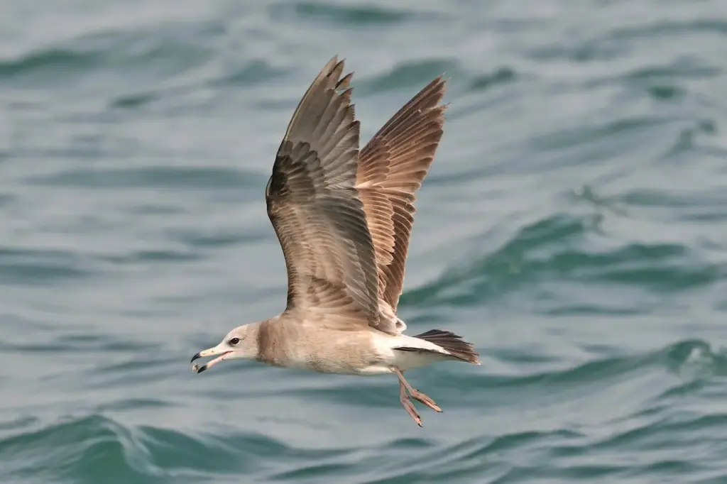 Black-tailed Gulls is on Flight  