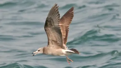 Black-tailed Gulls is on Flight