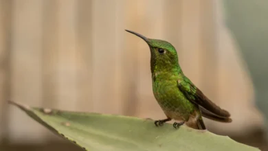 Black-tailed Trainbearers