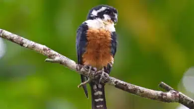 Black-thighed Falconets