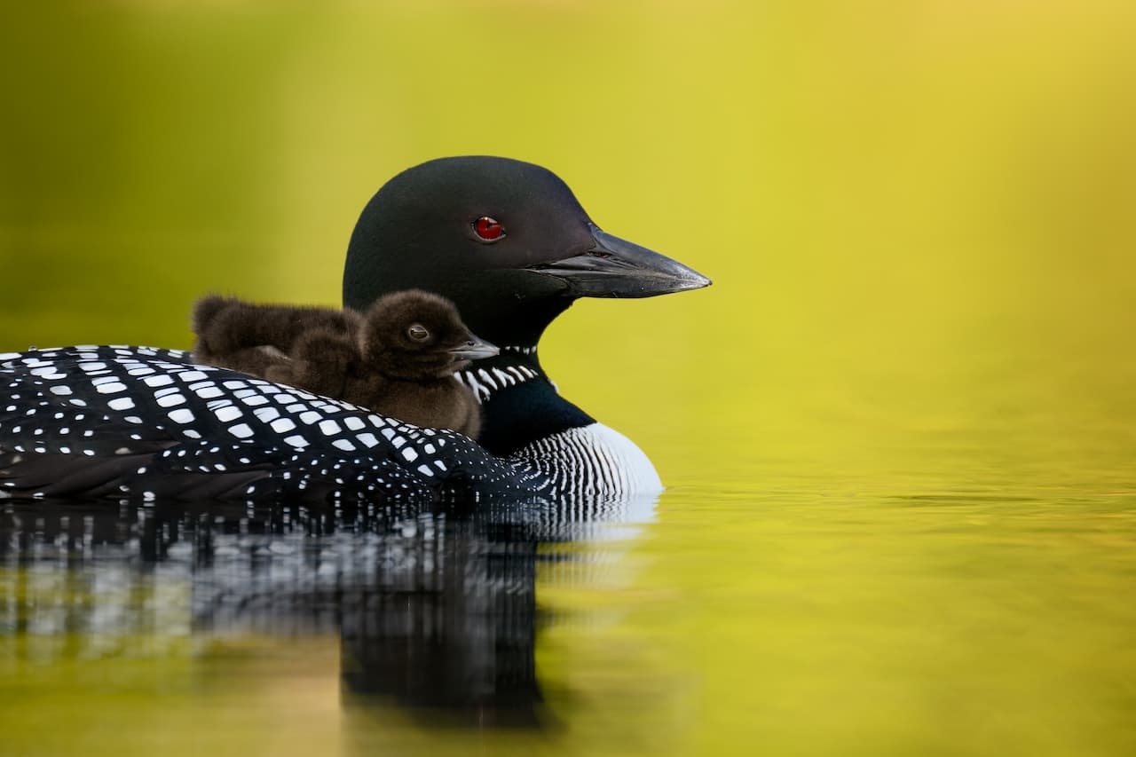 A Black-throated Diver Carrying Its Baby