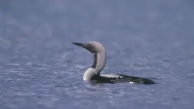 Black-throated Divers In The Ocean
