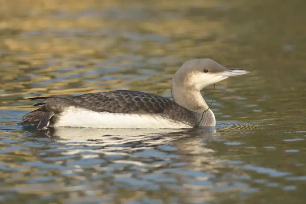Black-throated Divers on a Water 