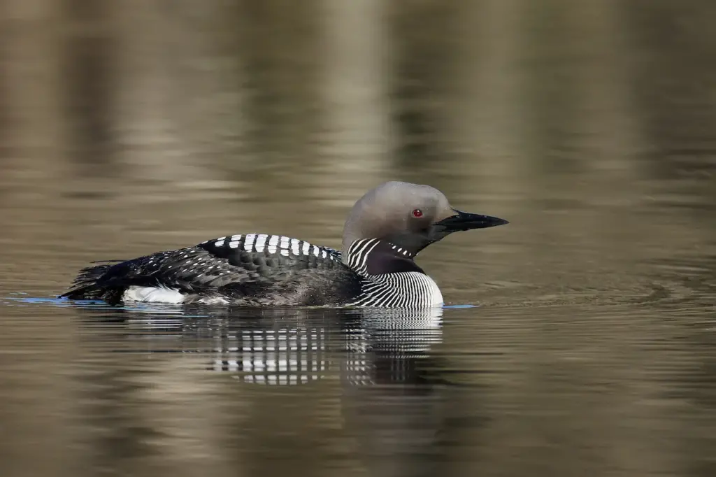 Black-throated Divers on a Water Looking for Food