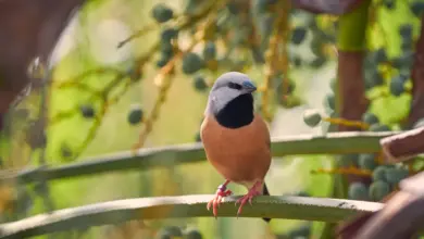 The Black-throated Finch In Tree Branch