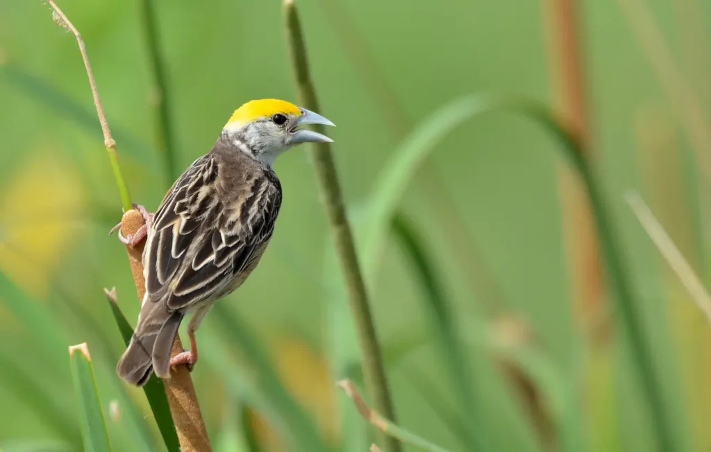 Black-throated Weavers 