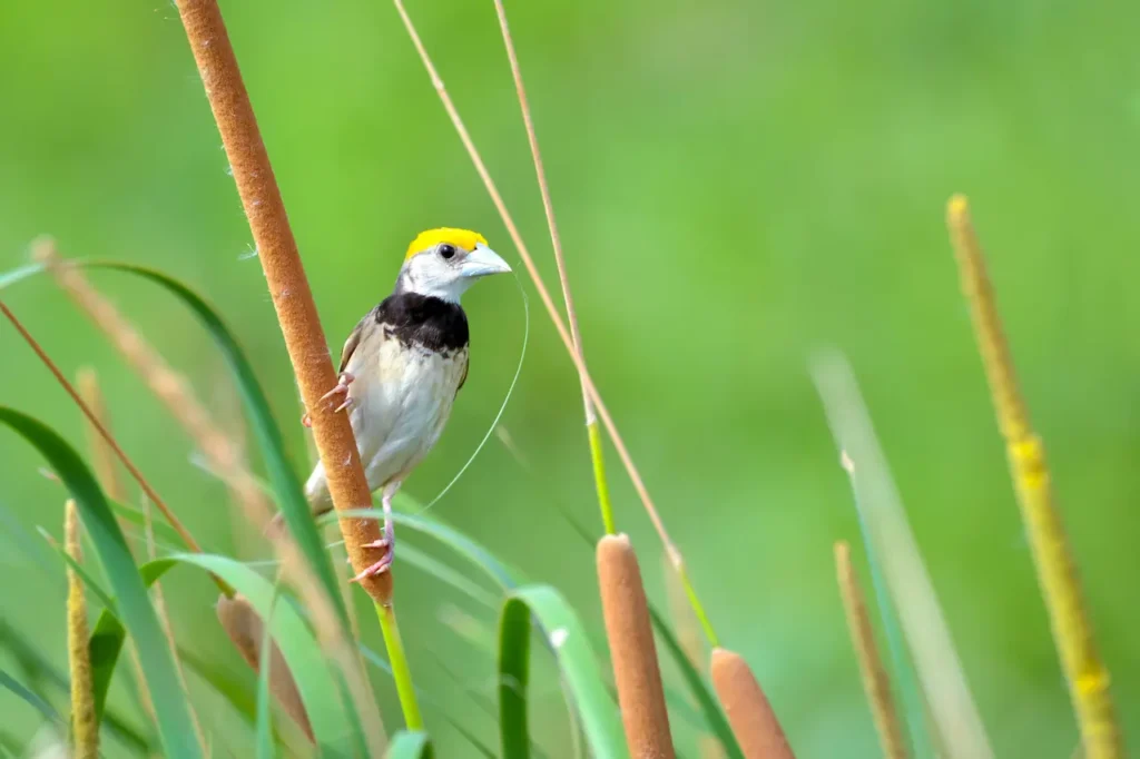 Black-throated Weavers Image 