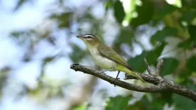 The Black-whiskered Vireo On The Tree