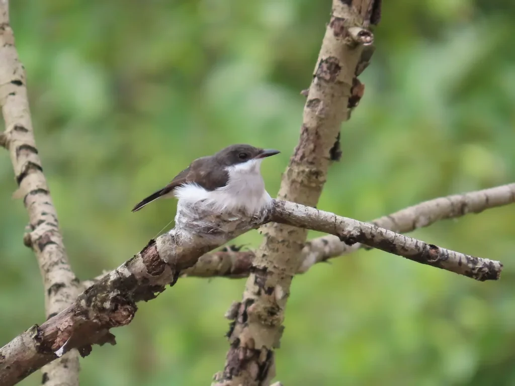 Black-winged Flycatcher-shrikes 