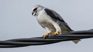 Black-winged Kites on a Cable Wire
